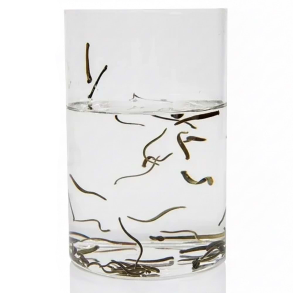 (0.1-0.3 gr) Botoks Boy Sülük