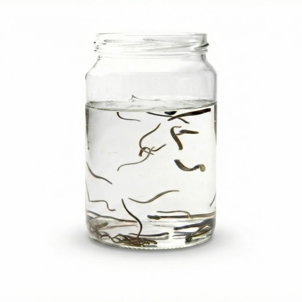 (0.1-0.3 gr) Botoks Boy Sülük