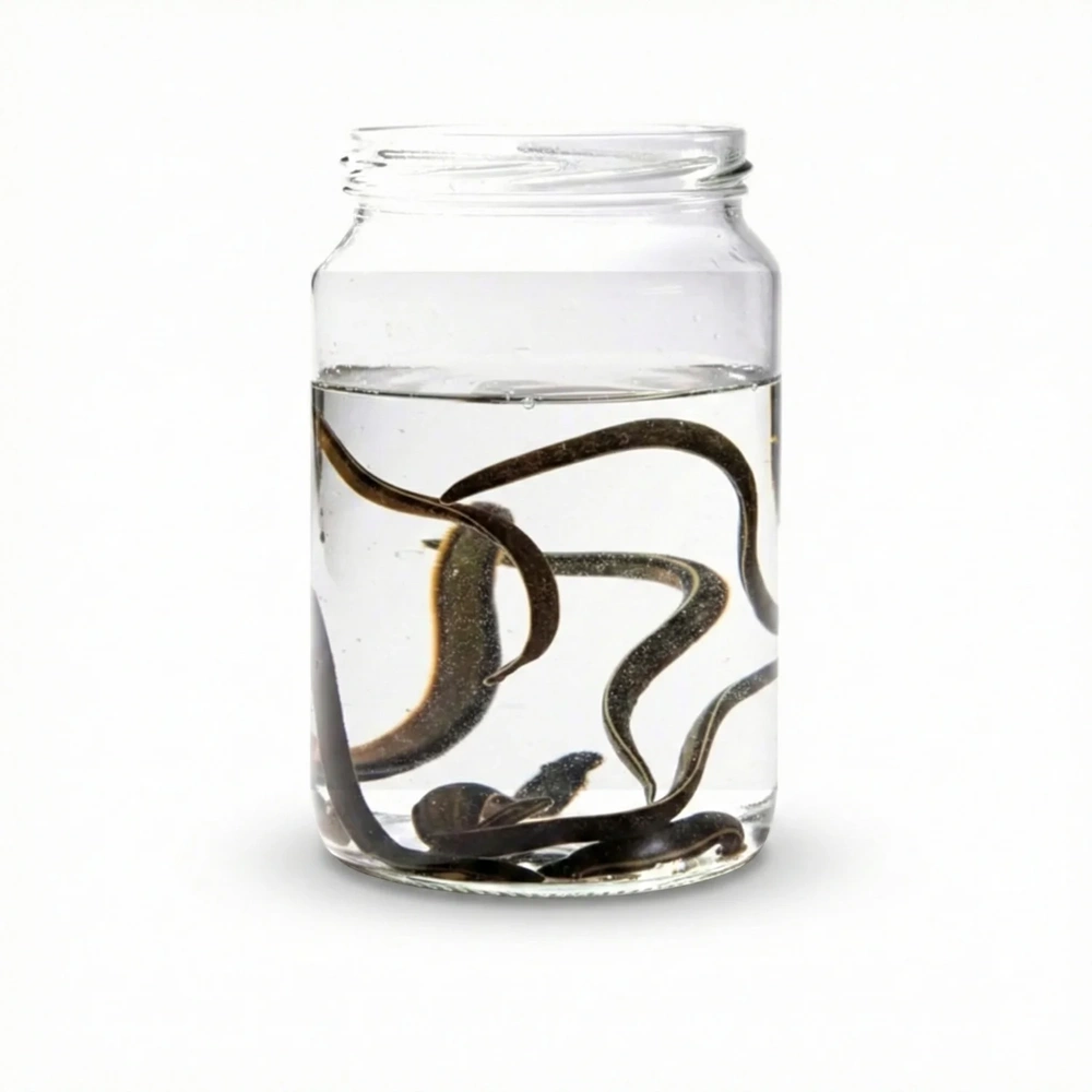 (0.8-1.5 gr) Standart Orta Boy Sülük