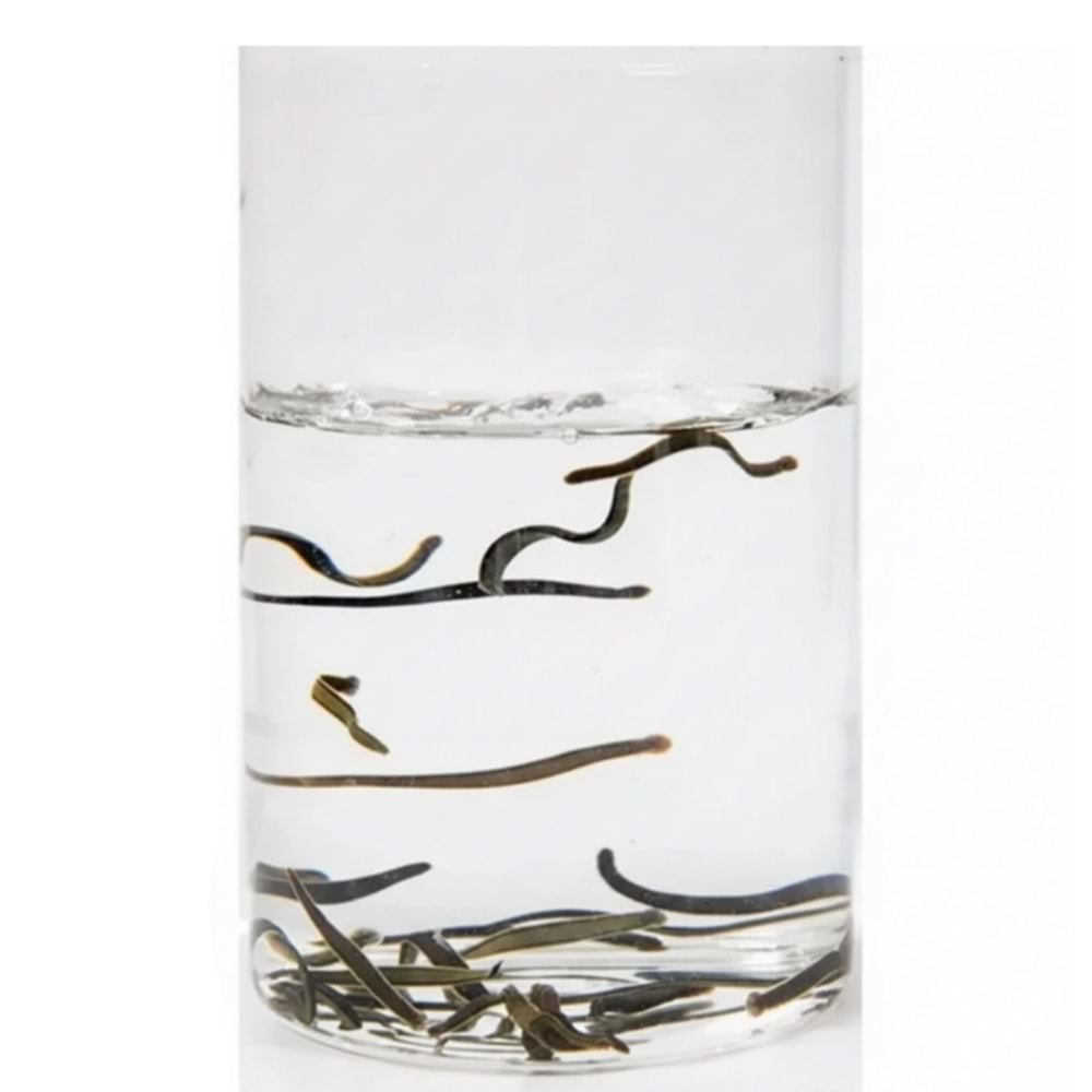 (0.4-0.6 gr) Doktor Boy Sülük