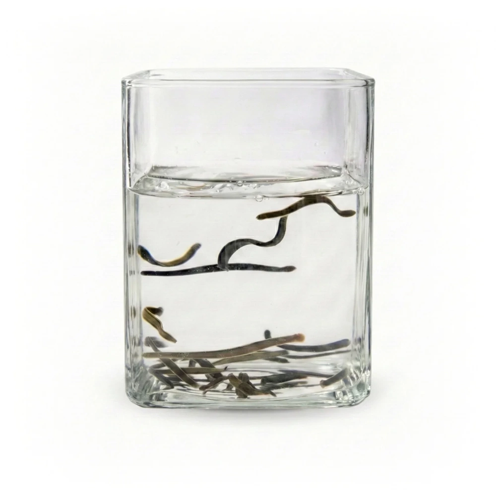 (0.4-0.6 gr) Doktor Boy Sülük