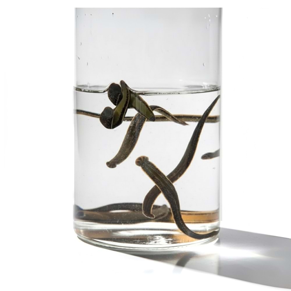 (0.6-0.8 gr) Orta Boy Sülük