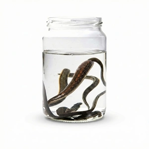 (1.5 gr ve üzeri) Büyük Boy Sülük