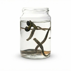 (0.6-0.8 gr) Orta Boy Sülük