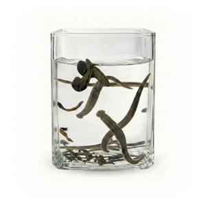 (0.6-0.8 gr) Orta Boy Sülük