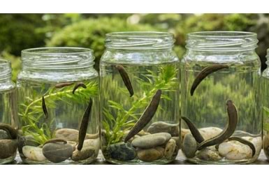 Sülük Çeşitleri ve Fiyatları: Hangi Boy Nereye Kullanılır? (2025 Rehberi)