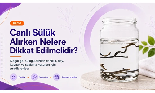 Canlı Sülük Alırken Nelere Dikkat Edilmelidir?