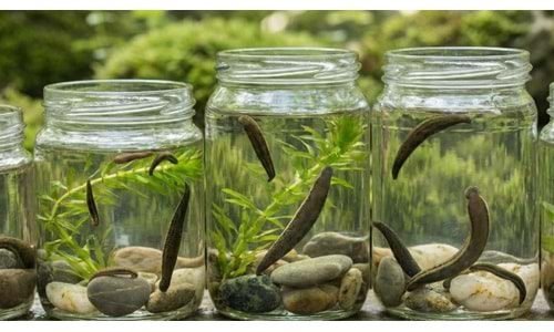 Sülük Çeşitleri ve Fiyatları: Hangi Boy Nereye Kullanılır? (2025 Rehberi)