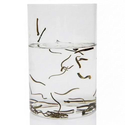 (0.1-0.3 gr) Botoks Boy Sülük