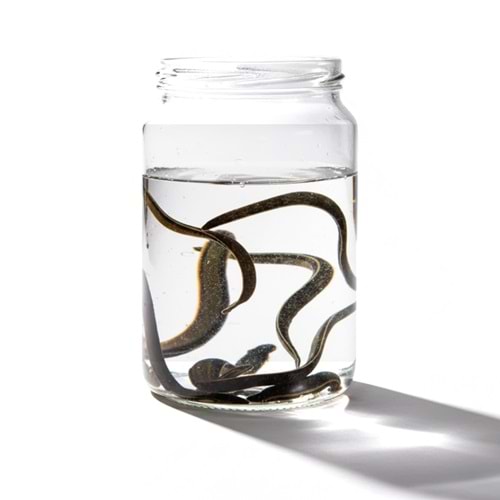 (0.8-1.5 gr) Standart Orta Boy Sülük