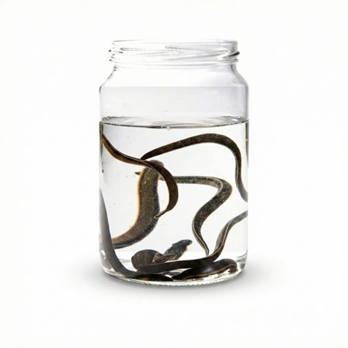 (0.8-1.5 gr) Standart Orta Boy Sülük