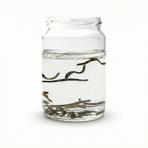 (0.4-0.6 gr) Doktor Boy Sülük