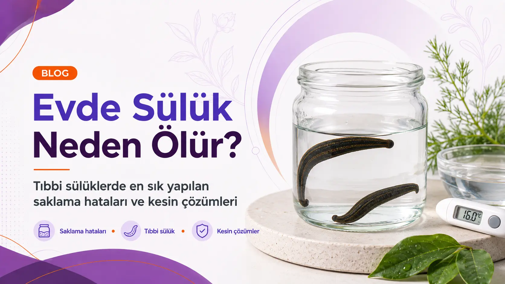 Evde Sülük Neden Ölür?